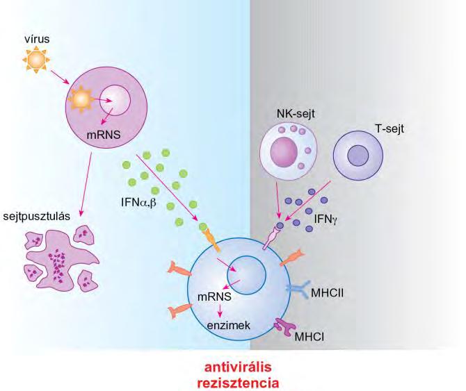 Az interferonok forrása és antivirális hatása IFNα/β (I-es típusú, virális) IFNγ (II-es