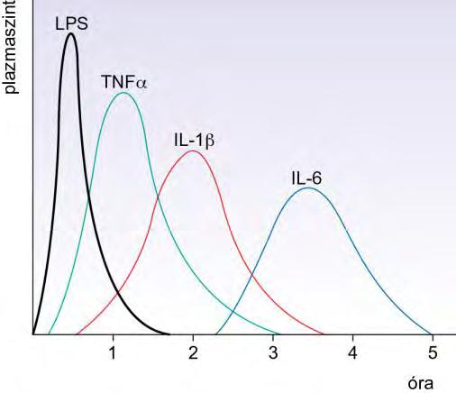 Gyulladási citokinek kaszkádja