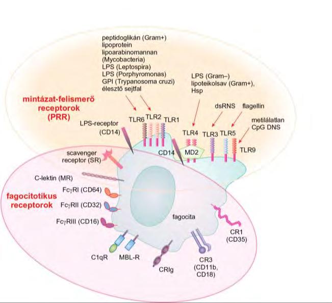 Mintázatfelismerő és fagocitótikus