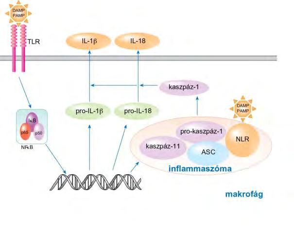 Az inflammaszóma a kaszpáz-1 aktiválása révén segíti a gyulladási citokinek szekrécióját Inflammaszóma - molekuláris állványzat a kaszpáz-1 aktiválásához - Az NLR nekrotizált sejteket, idegen