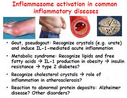 Az inflammaszóma aktiválódása gyakori gyulladásos betegségek során Köszvény, álköszvény; Ureát kistályok felsmerése; IL-1 mediált akut gyulladás Metabolikus szindróma; Lipidek és szabad zsírsavak