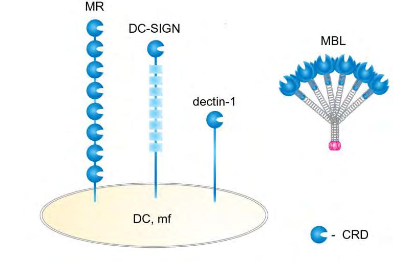 C-típusú lektin receptorok makrofágokon, dendritikus sejteken A
