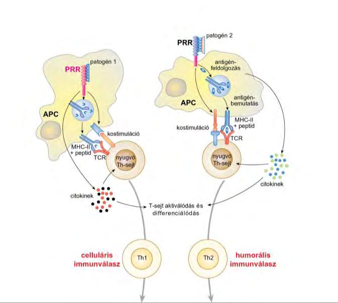 A PRR-ok szerepe az adaptív immunválasz kialakításában Intracelluláris