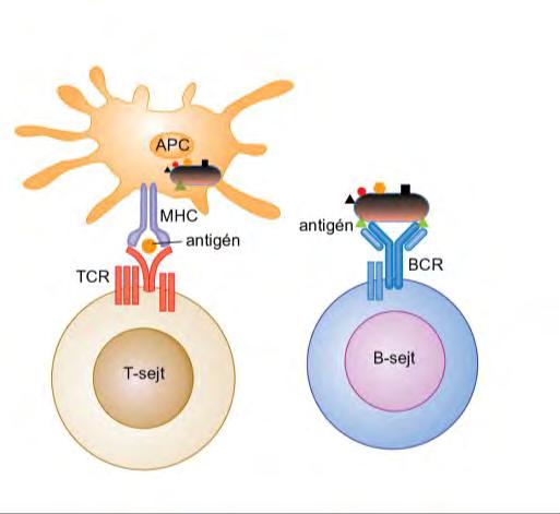 Csak akkor alakul ki hatékony B-sejt válasz, ha a T- és a B-sejt közötti kapcsolatot ugyanaz az antigén váltja