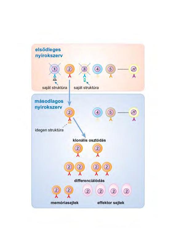 Az adaptív immunrendszer működésének alapja a klónszelekció negatív szelekció