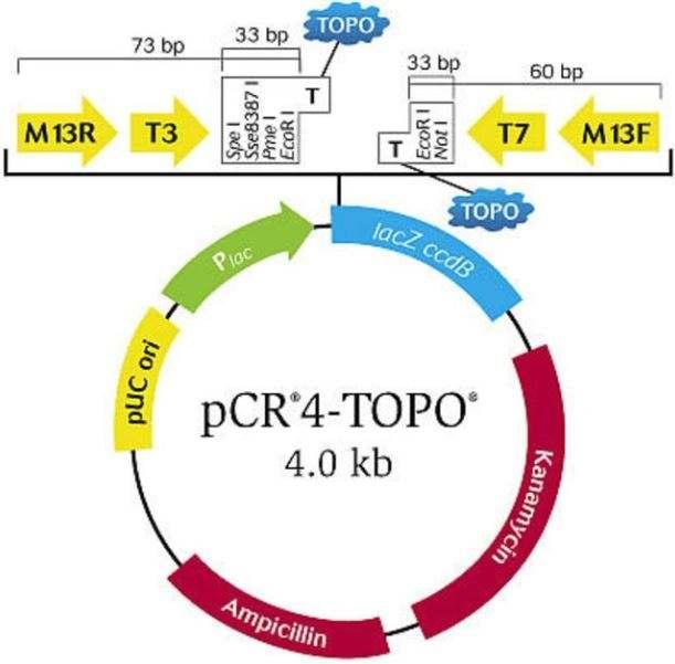 Topo Cloning:TCF4 Gene Unique cutting site?