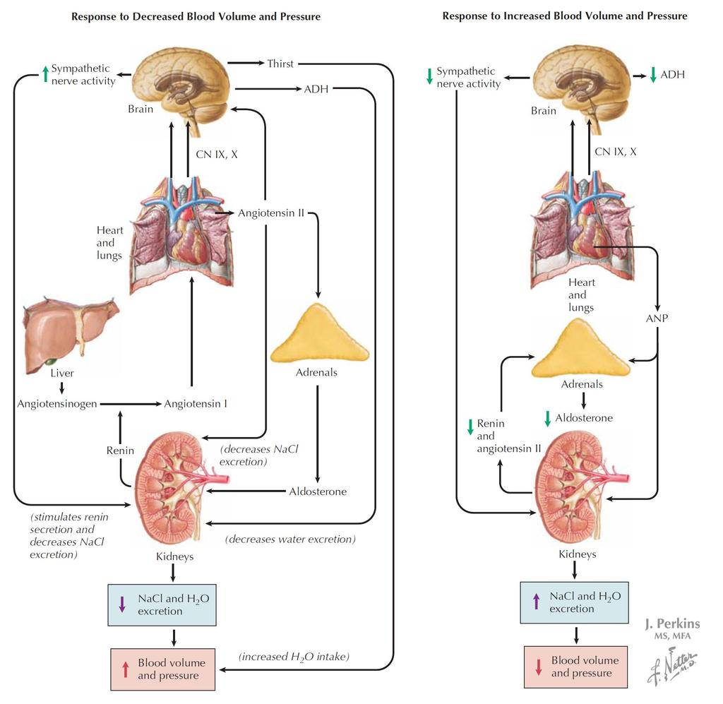 Angiotensin Vasopressin (ADH): V1, V2