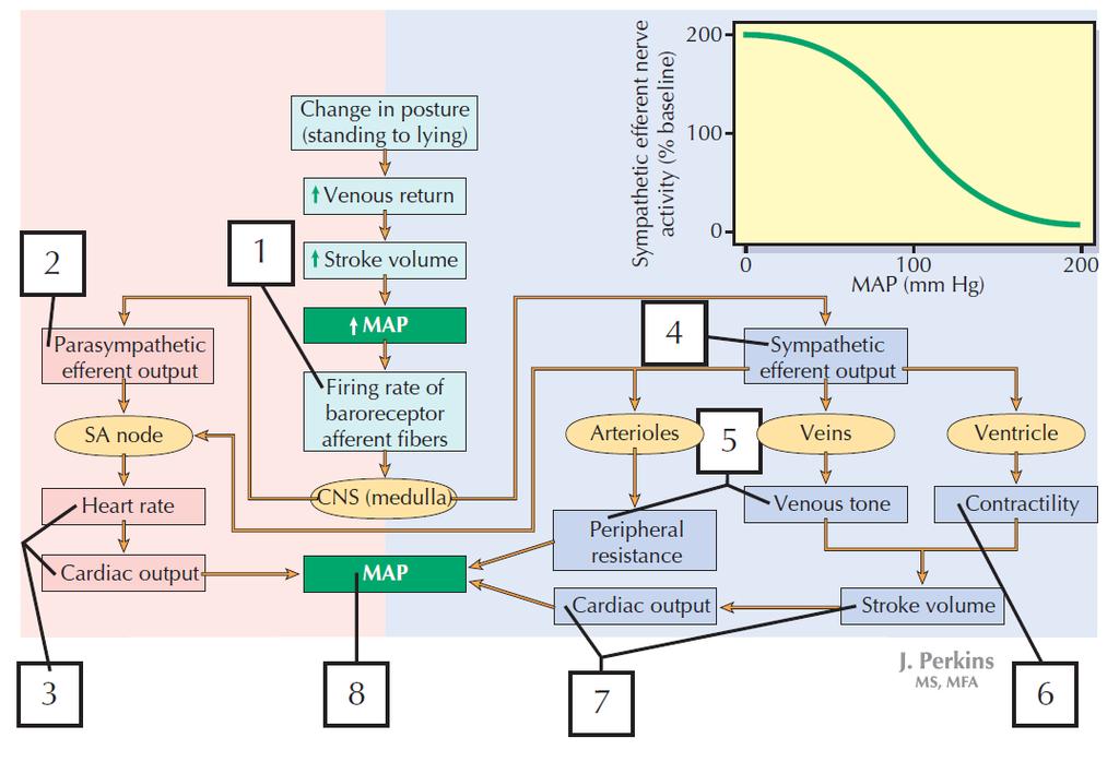 Simpatikus kimenet Pozíció váltás felállás Vénás visszaáramlás nő Pulzus térfogat nő Parasimpatikus kimenet Tüzelési ráta baroreceptor afferens