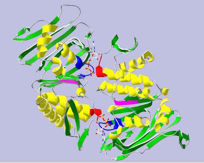 EREDMÉNYEK ÉS MEGVITATÁSUK családjába tartozó fehérje. A DNS kötő felszín kialakítása a katalitikus (ABC) alegység ATP-függő dimerizációja során alakul ki.