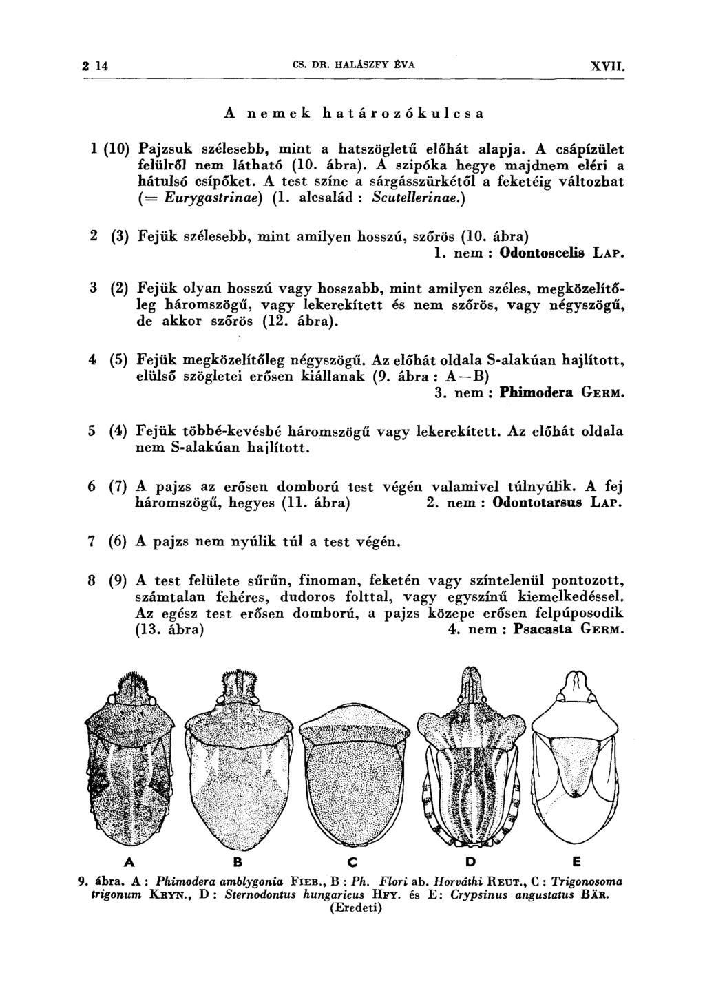 2 14 CS. DR. HALÁSZFY ÉV A XVII. A nemek határozókulcsa l (10) Pajzsuk szélesebb, mint a hatszögletű előhát alapja. A csápízület felülrő] nem látható (10. ábra).