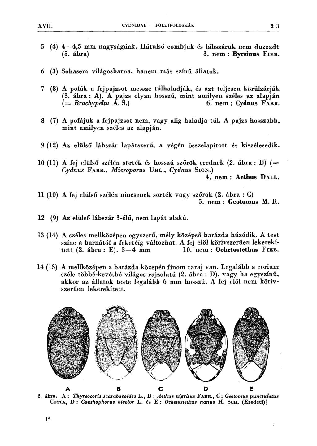 XVII. CYDNIDAE - FÖLDIPOLOSKÁK 2 3 5 (4) 4-4,5 mm nagyságúak. Hátulsó combjuk és lábszáruk nem duzzadt (5. ábra) 3. nem : Byrsinus FIEB. 6 (3) Sohasem világosbarna, hanem más színű állatok.