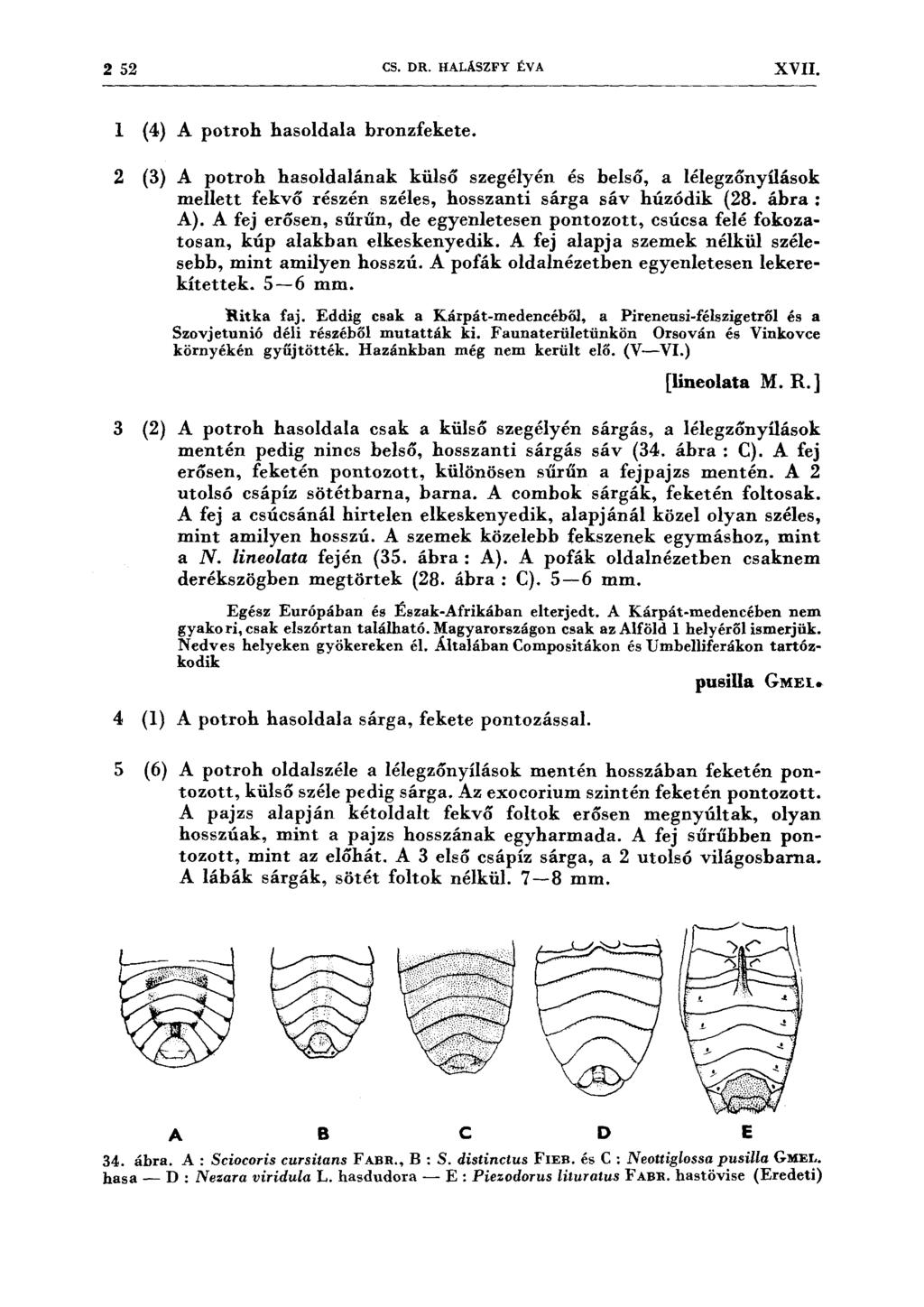 2 52 CS. DR. HALÁSZFY ÉV A XVII. l (4) A potroh hasoldala bronzfekete.