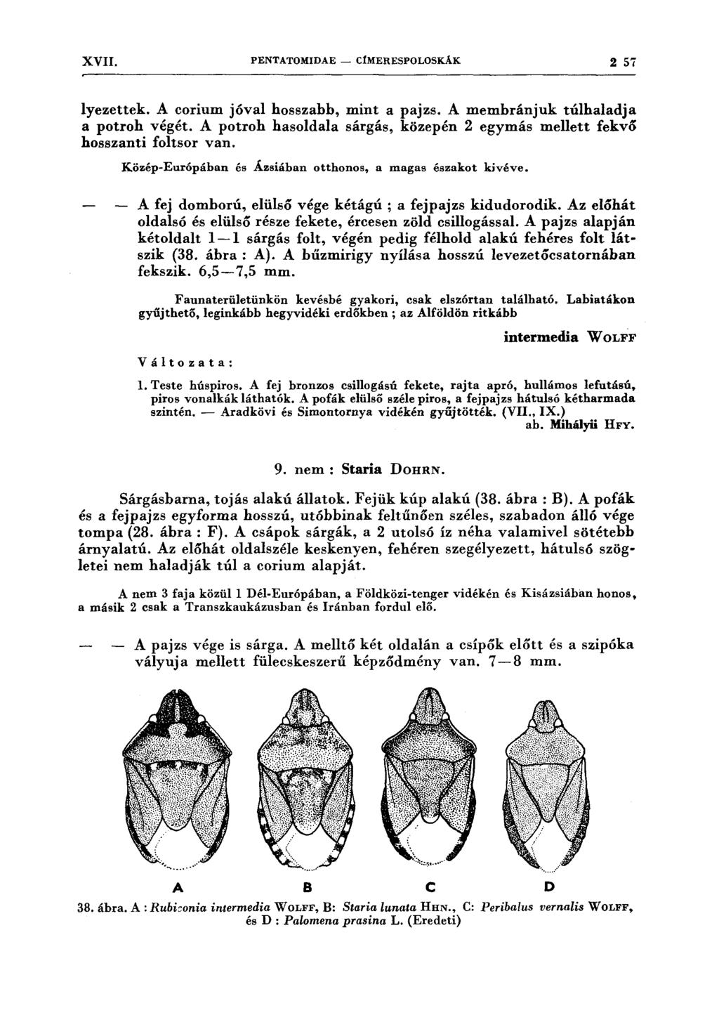 XVII. PENTATOMIDAE - CtMERESPOLOSKÁK 2 57 lyezettek. A corium jóval hosszabb, mint a pajzs. A memhránjuk túlhaladja a potroh végét.