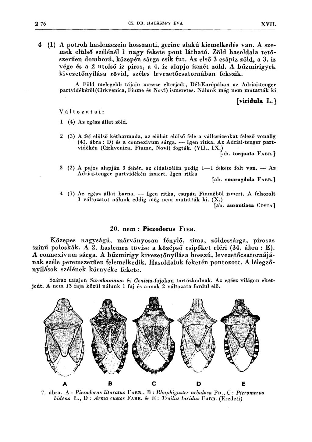 2 76 CS. DR. HALÁSZFY ÉV A XVII. 4 (l) A potroh haslemezein hosszanti, gerinc alakú kiemelkedés van. A szemek elülső szélénél l nagy fekete pont látható.