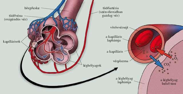 Külső gázcsere A szívből a kis vérkörön keresztül oxigénben szegény vér áramlik a tüdőkapun keresztül a tüdőbe a tüdőartérián. Ez a léghólyagok területén kapillarizálódik, itt történik a gázcsere.