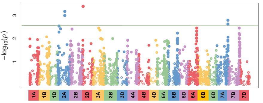 A 7A kromoszómán található QTL régió az egyes allélek hatásainak becslése alapján a fogékony szülőből származik ( Mv Magvas ), míg a 2A, 2B, 2D és 5A kromoszómán található régiók az ellenálló