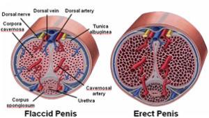 Az erekció élettana Erekciót kiváltó afferens ingerek: Központi idegrendszeri eredetű nemi izgalom (gondolat, erotikus látvány, hallási, taktilis, szagingerek stb.