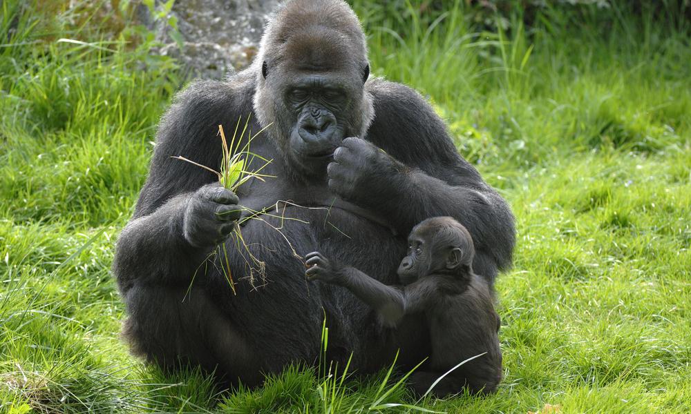 A nyugati gorillák táplálékában sok a gyümölcs, a keletiek inkább leveleket, rügyeket esznek.