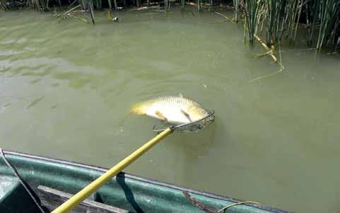 A Ráckevei (Soroksári)- Duna hal együttesének vizsgálata (különös figyelemmel a Dél-Pesti Szennyvíztisztító hatásaira) kivonat Györe Károly Ugrai Zoltán Udvari Zsolt 2018-ban már a szövetség