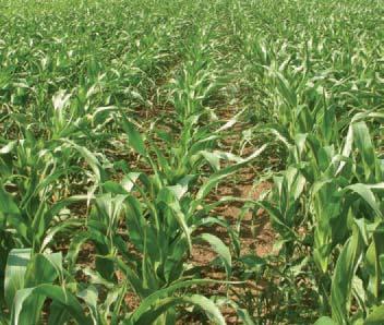 kukorica szeptember hónapban eléri 1-% közötti betakarítási szemnedvességet.