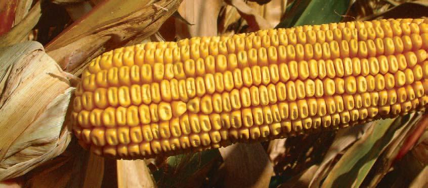 22 FAO Mv TARJÁN Kiegyenlített termésre képes, termésstabilitását mutatja hozama. - A hibrid -ben mellett adott üzemi kísérletekben Ászáron.