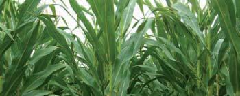 - Kiváló szárszilárdságú kukorica, vékony száron nagy csövet fejleszt. csapadék-ellátottságú területeken javasoljuk.
