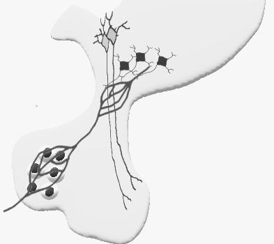 Negatív Feedback - Plasma osmolaritás emelkedett Hypothalamikus ozmoreceptorok ADH szekréció Víz visszaszívás a gyűjtőcsatornákban (AQP2) Plazma ozmolaritás csökken ANP alkohol ADH Szekréció