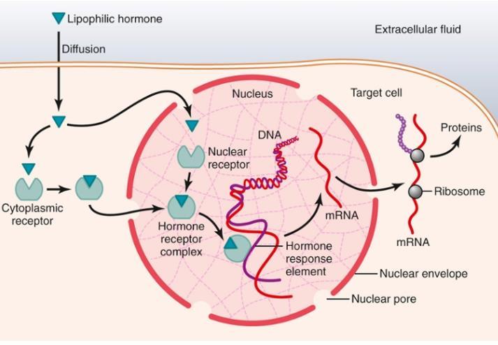 Hormon Receptorok II. oldékonyság: lipophil vs. hydrophil 2. Intracellulárisan-citoplazmában: szteroid hormonok receptora, hormonreceptor komplex diffundál a sejtmagba 3.