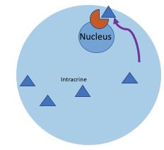 Intrakrin hatás szabályozó faktor az őt termelő sejten belül hat szabályozó faktorok intracelluáris receptorokon keresztül kiváltott hatása a szintetizáló sejten belül / vagy internalizációt követően