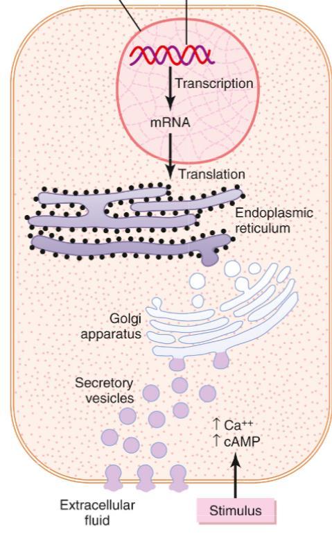Hormon Szintézis 1 picogr-1 microgram/ml Hormon: Szintézis Tárolás Felszabadulás TSH Szintézis és szekréció TRH-receptor TRH Fehérjék előre Vezikulumok Exocytosis Szteroidok szükség szerint Nincs