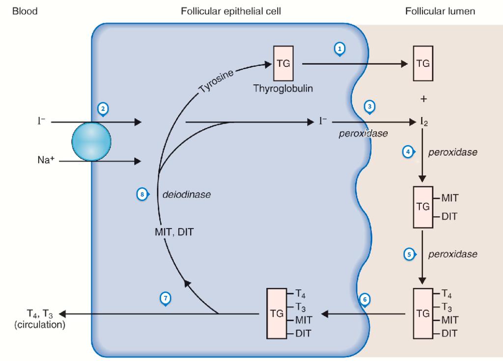 Célszerv/szövet Hormon Szintézis T3,T4 Szintézis és szekréció Hormon: Szintézis Tárolás Felszabadulás Amin Hormonok előre Vezikulumok /folliculus Receptormediált transzport/diff úzió