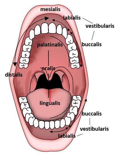 II. Síkok és irányok Plana et directiones Irányjelölések a fogászatban A fogak felszíneit aszerint nevezzük, hogy az milyen szomszédos képletek felé tekint.