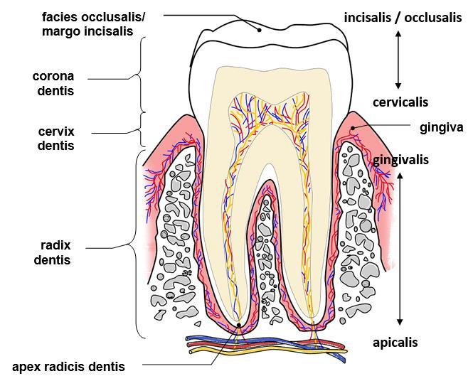 facies. A szájüreg felé tekint a facies, amelynek másik neve a felső állcsont fogai esetében szájpad felé néző felszín, facies, az alsó állcsont fogai esetében pedig nyelv felé néző felszín, facies.