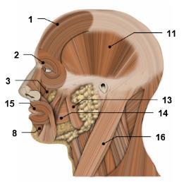 A főnevek szótári alakja musculus, musculi m izom (egyes) alany (egyes) birtokos eset masculinum Sing.