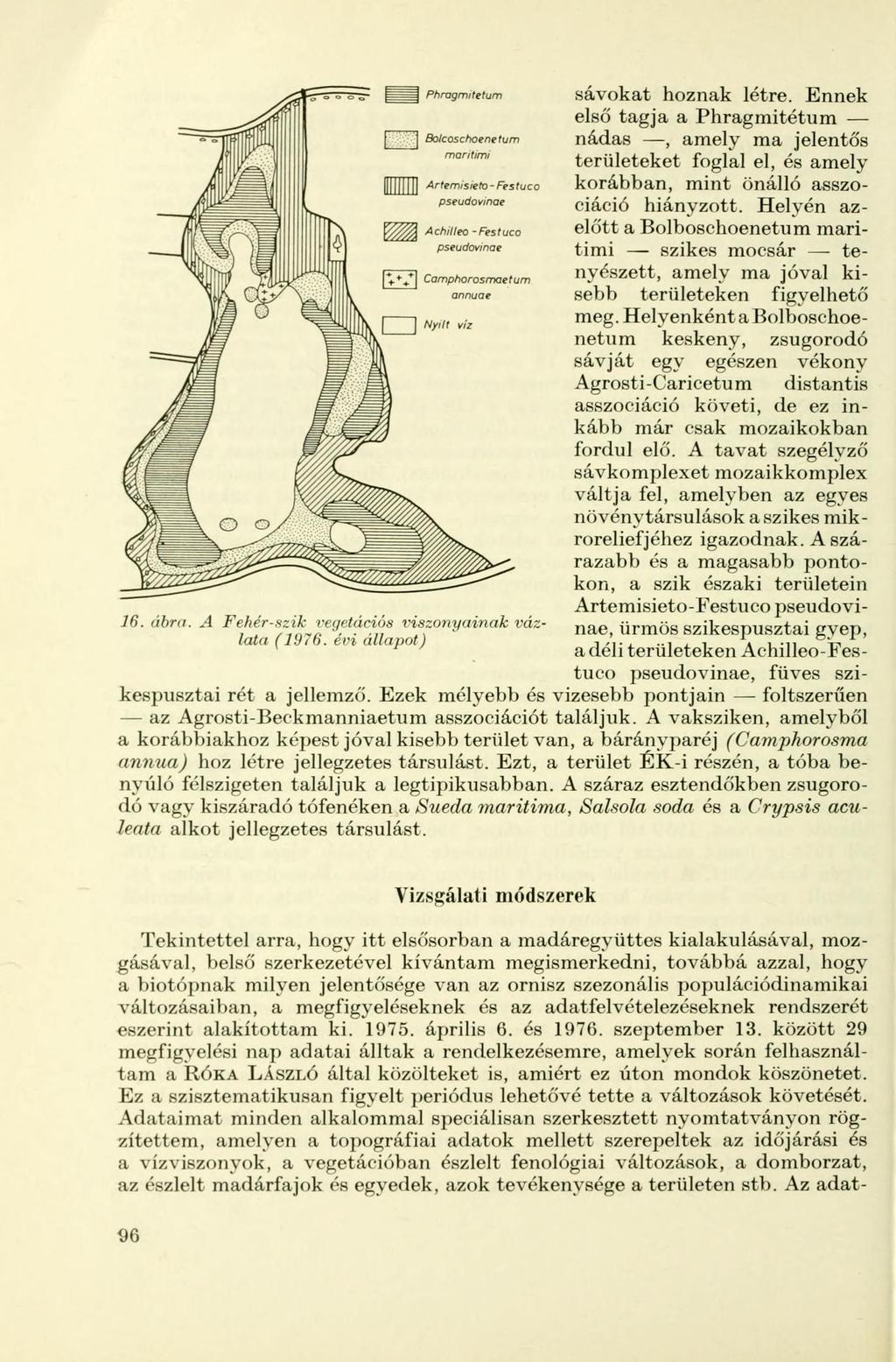 Phragmitetum Bolcoschoenetum maritimi Artemisieto-Festuco pseudovinae Achilleo pseudovinae -Festuco Camphorosmaetum annuae 16. ábra. A Fehér-szik vegetációs x'iszonyainak vázlata (1976.