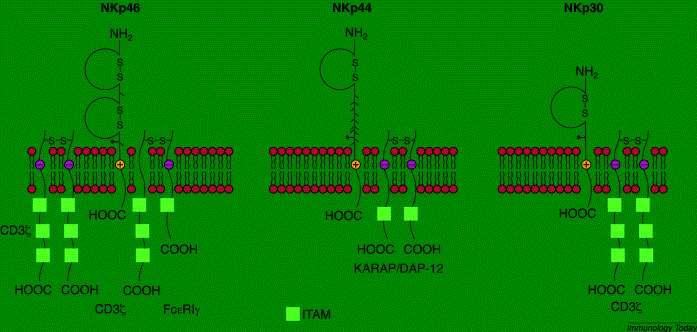 Mindennapos gyakorlatban: NK sejt = CD56+CD16+ CD3- Valamennyi emlősre funkcionálisan jellemző: NKp46+, CD3-, IL15 dependens, IL12-re válaszoló limfocita, -- amely az érés során az IFN-g, korai