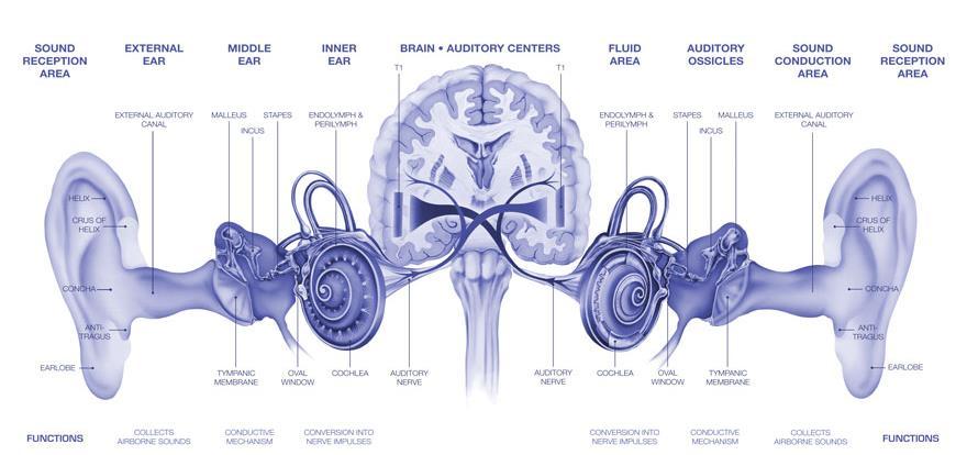 hallóideg (a nyolcadik agyideg) hallóideg agytörzsbe jut innen az