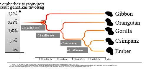 5 millió évvel ezelőtti szétválási folyamat során Afrikában kialakultak az Australopithecusok (déli majom),