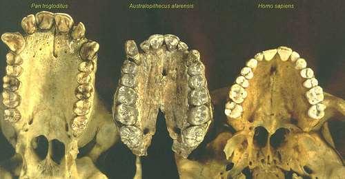 Az Australopithecus leletek igen különböző korúak, 5-2 millió év közöttiek.