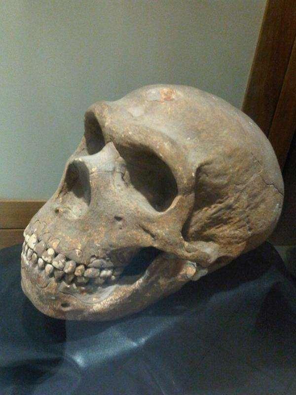 Homo sapiens sapiens A másik fejlődési ág fosszilis képviselje a cro-magnoni ember, 40 ezer éves, agytérfogata 1400 cm 3, nincs homlokeresze, kialakult az állcsúcs (tagolt beszéd), csonteszközöket,