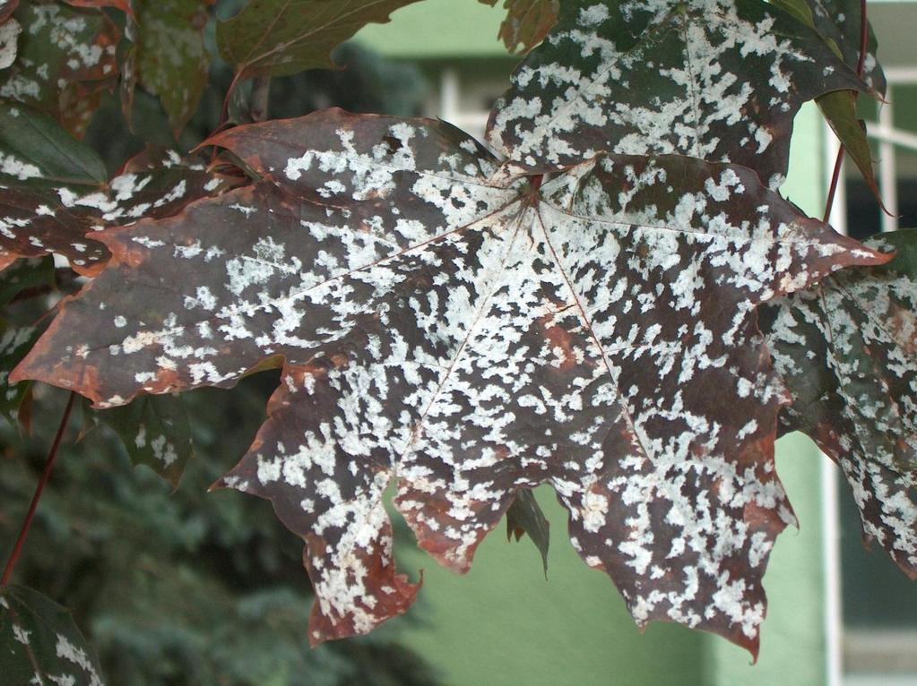 Lisztharmatok