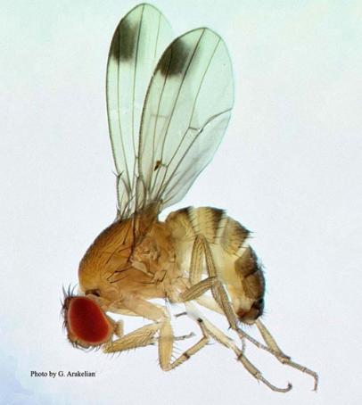 Drosophila suzukii, Foltosszárnyú muslica (a