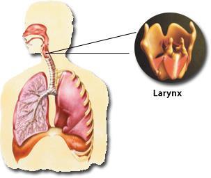 pánsíp) (~ analóg a humán larynx-szel) rezgés a
