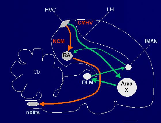 Madárének idegi szabályozása Efferens motoros beidegzés: Direkt út (piros): HVc, RA nxii, ill. HVc RA DM(Ico) nxii Indirekt út (zöld): HVc, Area X, DLM, l-man, RA stb.