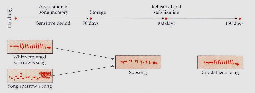 Az énektanulás mechanizmusa Mit tanulnak meg a szenzitív szakaszban?