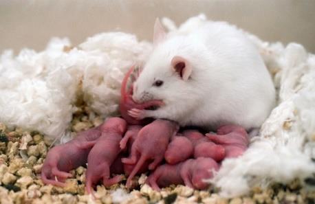 A gombatoxinok anyai viselkedésre és szorongásra gyakorolt hatása Anyai viselkedésre gyakorolt hatás: DON-t injektáltunk intraperitoneálisan 1 mg/kg dózisban, 1 óra múlva mérés Az kísérletek szerint,