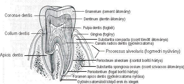 adamantina dentin- substantia eburnea