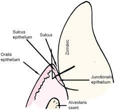 gyökérhártya (periodontium) a cement felszíne és a csont közötti helyet tölti ki, Sharpey-féle rostokat, ereket, idegeket tartalmazó kötőszöveti hártya benne fibroblastok (cementoblasttá,