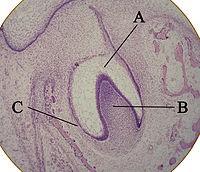 Keletkezése ecto- és mesodermalis eredet, 5-6.