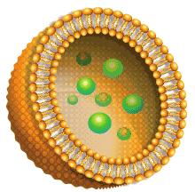 3. A lipidek A liposzómák lvasmány A sejtekben természetesen előforduló foszfolipidekből vizes oldatban mikrorészecskék, liposzómák állíthatók elő.